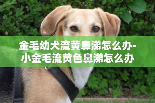 金毛幼犬流黃鼻涕怎么辦-小金毛流黃色鼻涕怎么辦