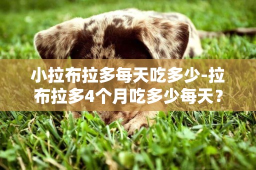 小拉布拉多每天吃多少-拉布拉多4個月吃多少每天？