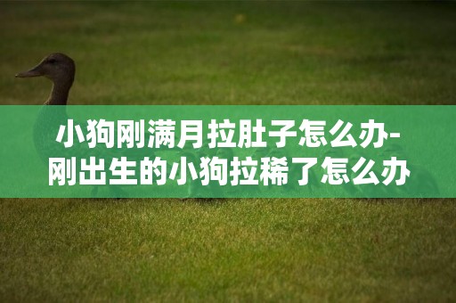 小狗剛滿月拉肚子怎么辦-剛出生的小狗拉稀了怎么辦