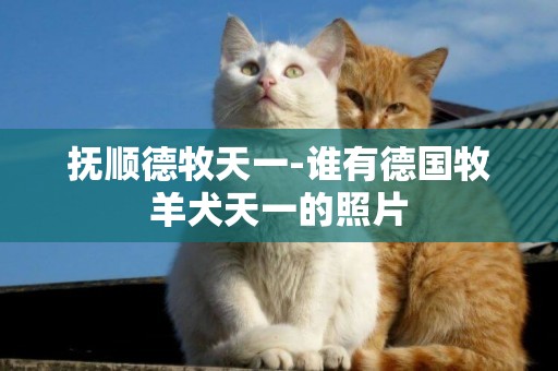 撫順德牧天一-誰有德國牧羊犬天一的照片