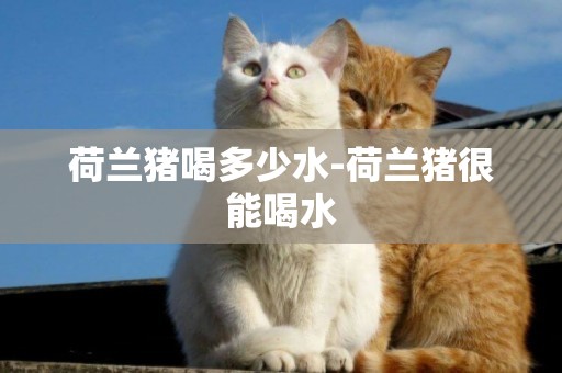 荷蘭豬喝多少水-荷蘭豬很能喝水