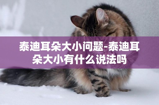 泰迪耳朵大小問題-泰迪耳朵大小有什么說法嗎
