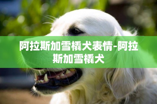 阿拉斯加雪橇犬表情-阿拉斯加雪橇犬