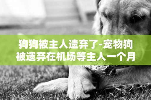 狗狗被主人遺棄了-寵物狗被遺棄在機場等主人一個月情形如何？