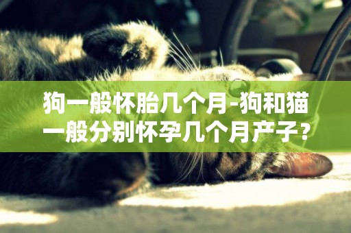 狗一般懷胎幾個月-狗和貓一般分別懷孕幾個月產子？