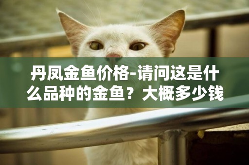 丹鳳金魚價格-請問這是什么品種的金魚？大概多少錢一條？