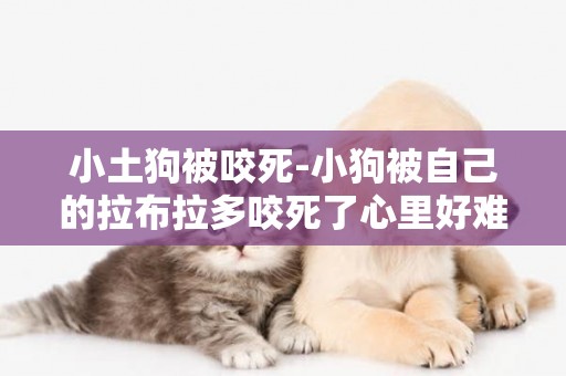 小土狗被咬死-小狗被自己的拉布拉多咬死了心里好難受
