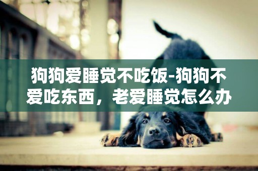 狗狗愛睡覺不吃飯-狗狗不愛吃東西，老愛睡覺怎么辦？