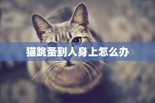 貓跳蚤到人身上怎么辦