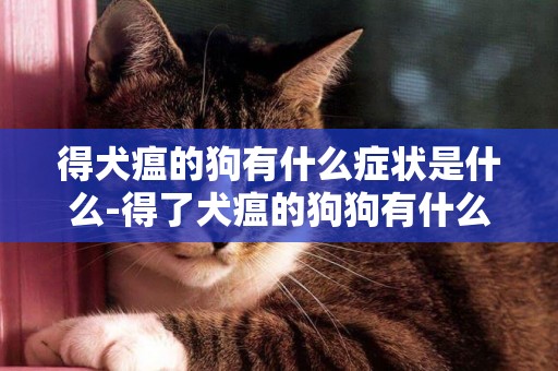 得犬瘟的狗有什么癥狀是什么-得了犬瘟的狗狗有什么癥狀