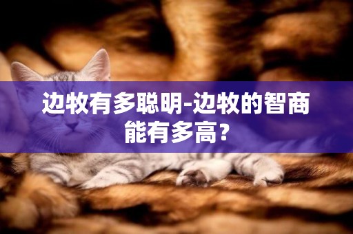 邊牧有多聰明-邊牧的智商能有多高？