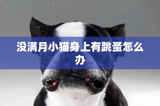 沒滿月小貓身上有跳蚤怎么辦