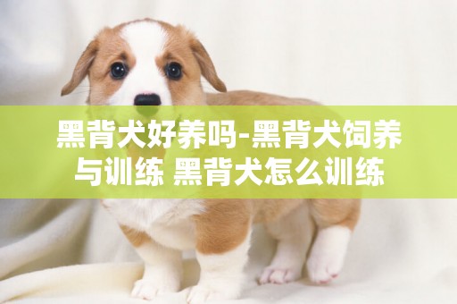 黑背犬好養嗎-黑背犬飼養與訓練 黑背犬怎么訓練