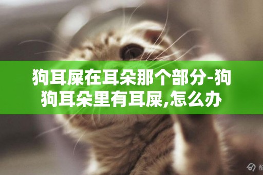 狗耳屎在耳朵那個部分-狗狗耳朵里有耳屎,怎么辦