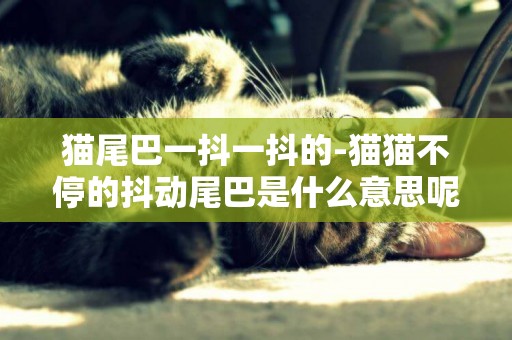 貓尾巴一抖一抖的-貓貓不停的抖動尾巴是什么意思呢？