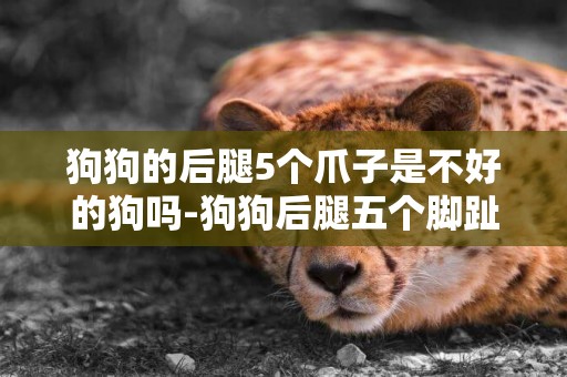 狗狗的后腿5個爪子是不好的狗嗎-狗狗后腿五個腳趾好嗎
