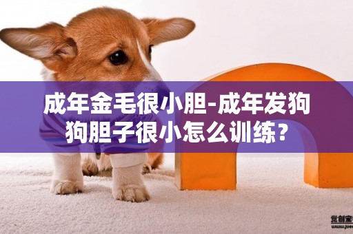 成年金毛很小膽-成年發狗狗膽子很小怎么訓練？
