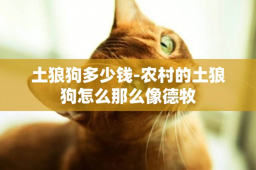 土狼狗多少錢-農村的土狼狗怎么那么像德牧