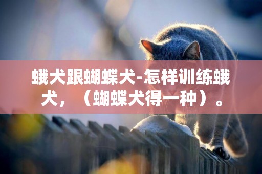 蛾犬跟蝴蝶犬-怎樣訓練蛾犬，（蝴蝶犬得一種）。
