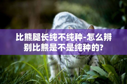 比熊腿長純不純種-怎么辨別比熊是不是純種的?
