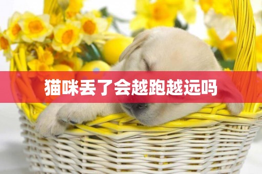 貓咪丟了會越跑越遠嗎