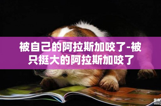 被自己的阿拉斯加咬了-被只挺大的阿拉斯加咬了