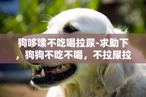 狗哆嗦不吃喝拉尿-求助下，狗狗不吃不喝，不拉屎拉尿了怎么回事