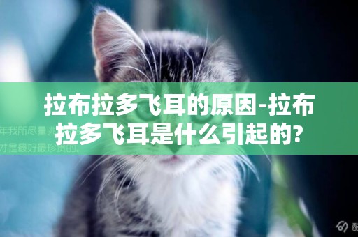 拉布拉多飛耳的原因-拉布拉多飛耳是什么引起的?