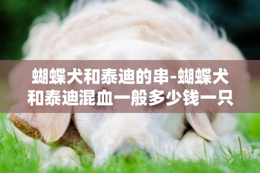 蝴蝶犬和泰迪的串-蝴蝶犬和泰迪混血一般多少錢一只?