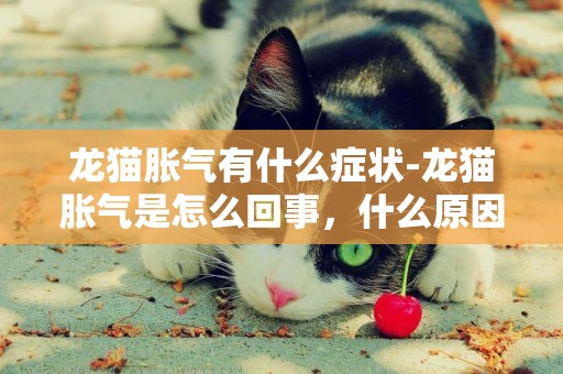 龍貓脹氣有什么癥狀-龍貓脹氣是怎么回事，什么原因？