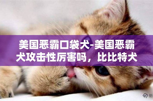 美國惡霸口袋犬-美國惡霸犬攻擊性厲害嗎，比比特犬厲害嘛？