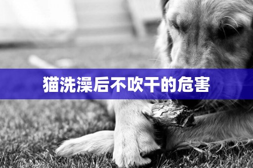貓洗澡后不吹干的危害