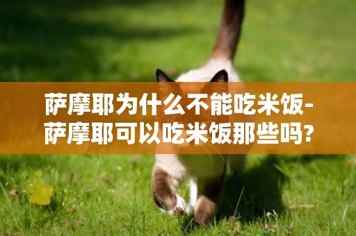 薩摩耶為什么不能吃米飯-薩摩耶可以吃米飯那些嗎?