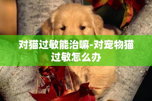 對貓過敏能治嘛-對寵物貓過敏怎么辦
