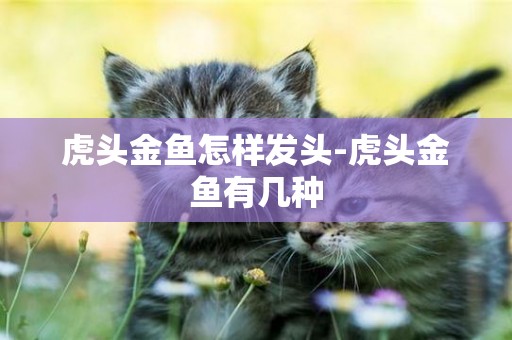 虎頭金魚怎樣發頭-虎頭金魚有幾種