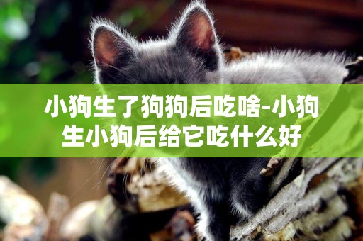 小狗生了狗狗后吃啥-小狗生小狗后給它吃什么好