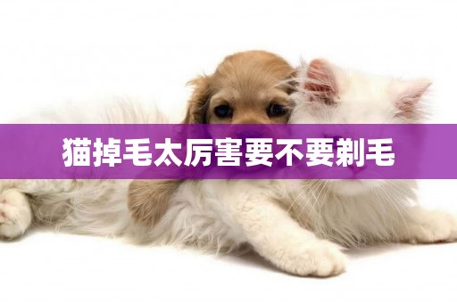 貓掉毛太厲害要不要剃毛