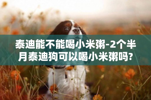 泰迪能不能喝小米粥-2個半月泰迪狗可以喝小米粥嗎?