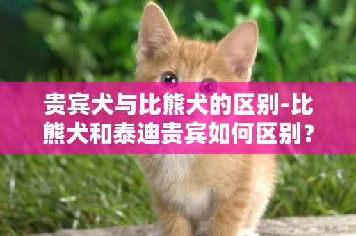 貴賓犬與比熊犬的區別-比熊犬和泰迪貴賓如何區別？