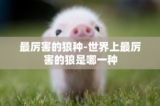 最厲害的狼種-世界上最厲害的狼是哪一種