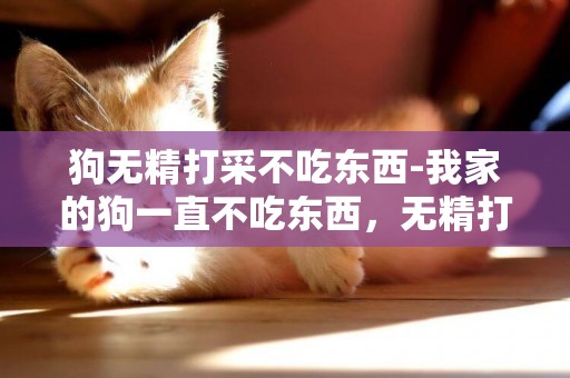狗無精打采不吃東西-我家的狗一直不吃東西，無精打采的。