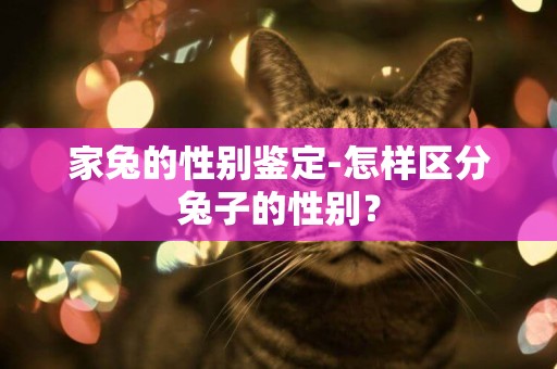 家兔的性別鑒定-怎樣區分兔子的性別？