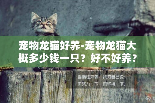 寵物龍貓好養-寵物龍貓大概多少錢一只？好不好養？它吃什么？