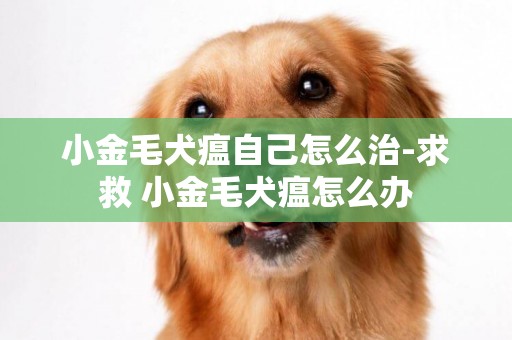 小金毛犬瘟自己怎么治-求救 小金毛犬瘟怎么辦