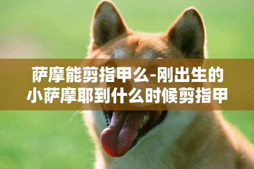薩摩能剪指甲么-剛出生的小薩摩耶到什么時候剪指甲合適