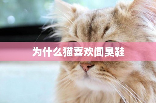 為什么貓喜歡聞臭鞋