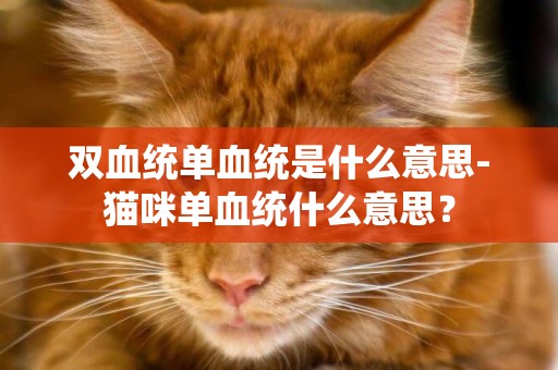 雙血統單血統是什么意思-貓咪單血統什么意思？