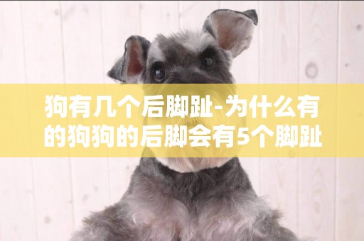 狗有幾個后腳趾-為什么有的狗狗的后腳會有5個腳趾啊？