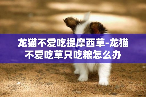 龍貓不愛吃提摩西草-龍貓不愛吃草只吃糧怎么辦