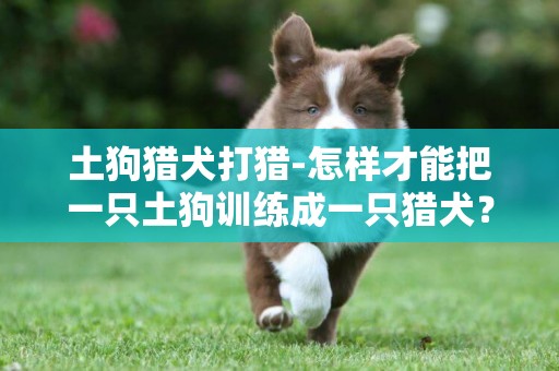 土狗獵犬打獵-怎樣才能把一只土狗訓練成一只獵犬？